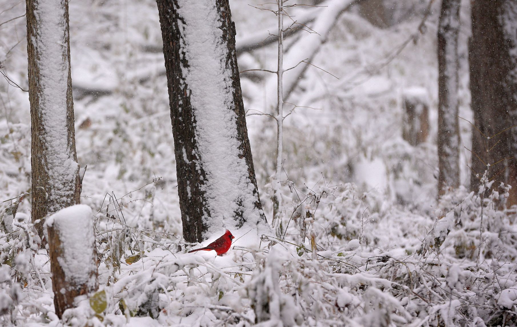 First snow of the season in St. Louis